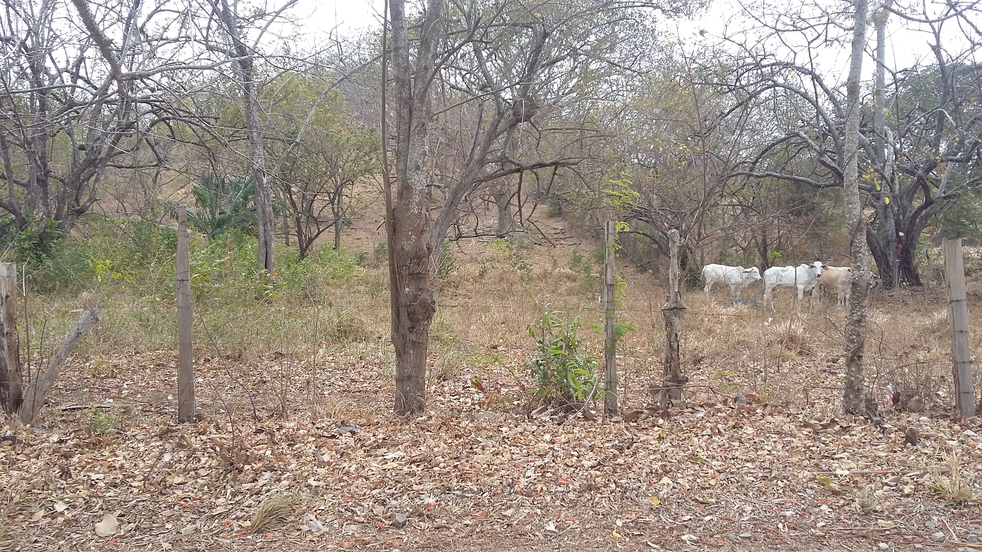 vendo finca en la chorrera