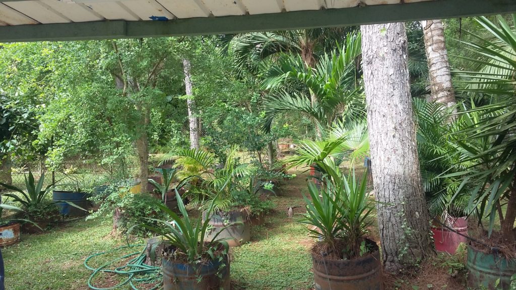 Vendo casa con galera y vivero en La Chorrera