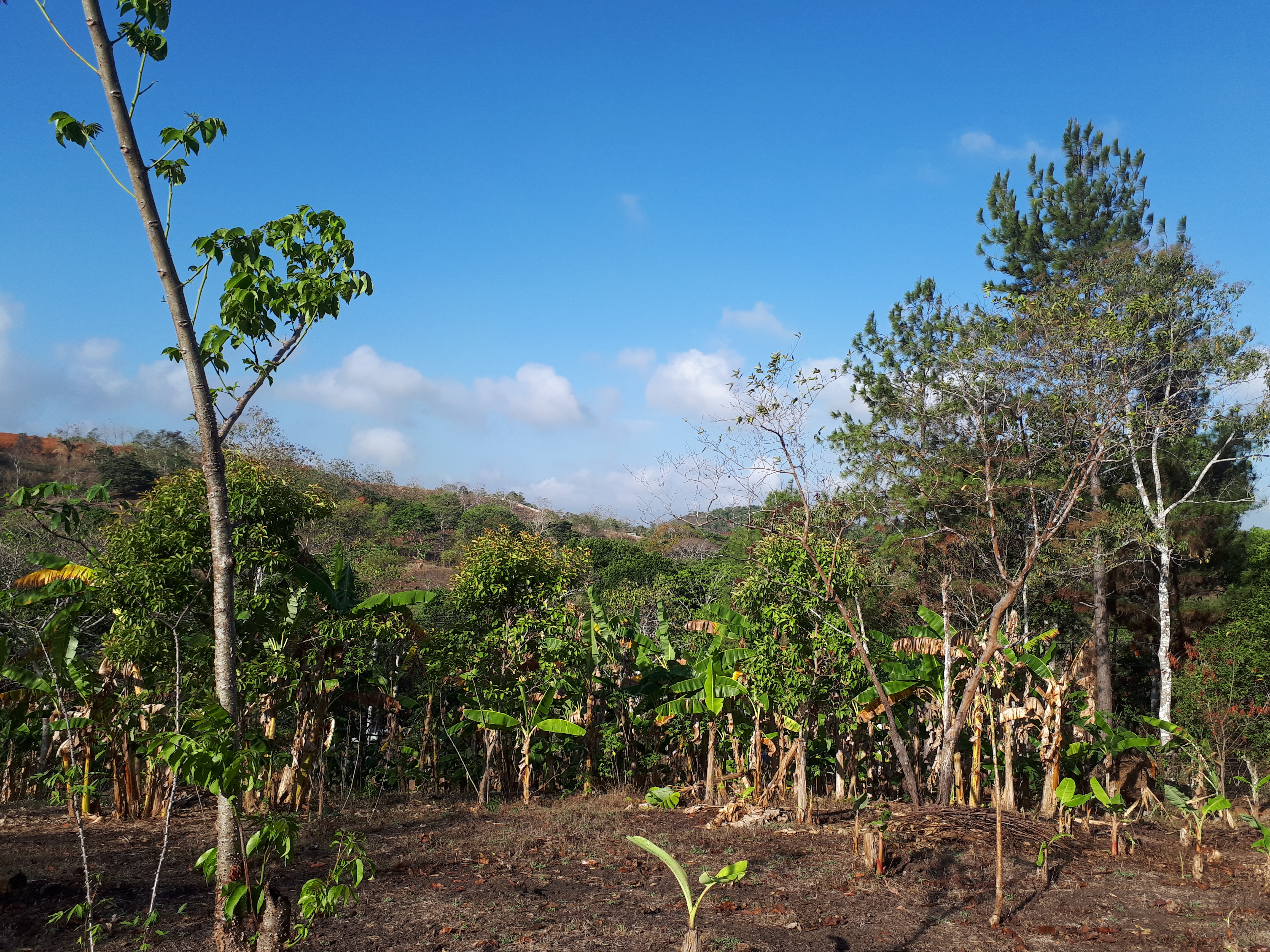 Finca en Arraiján