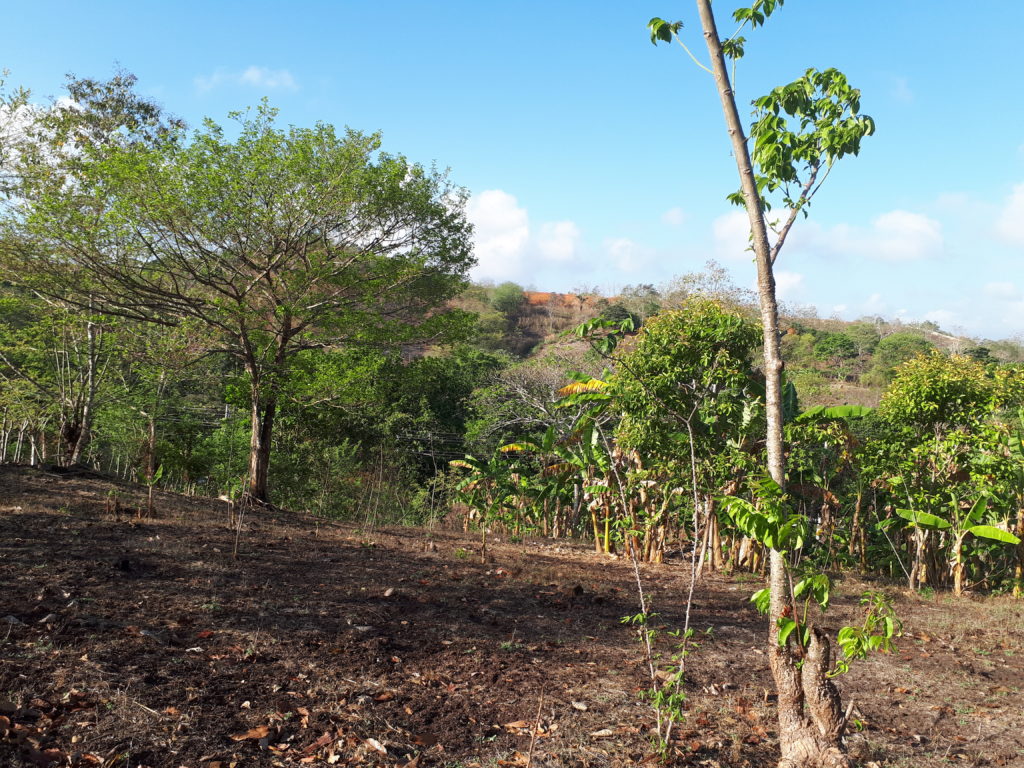 Vendo finca en Arraiján-4 HA