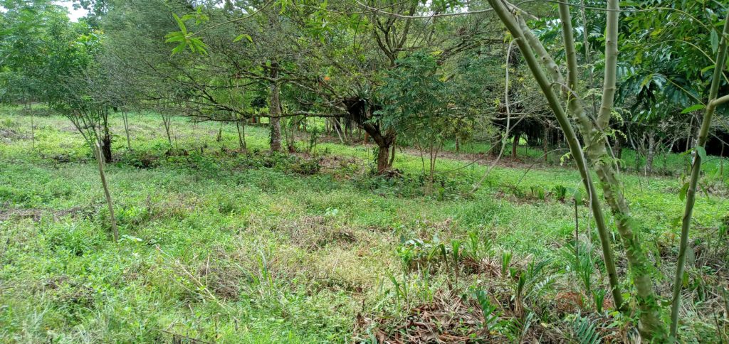 Vendo finca en La Chorrera ( El Jobo) / 23 has