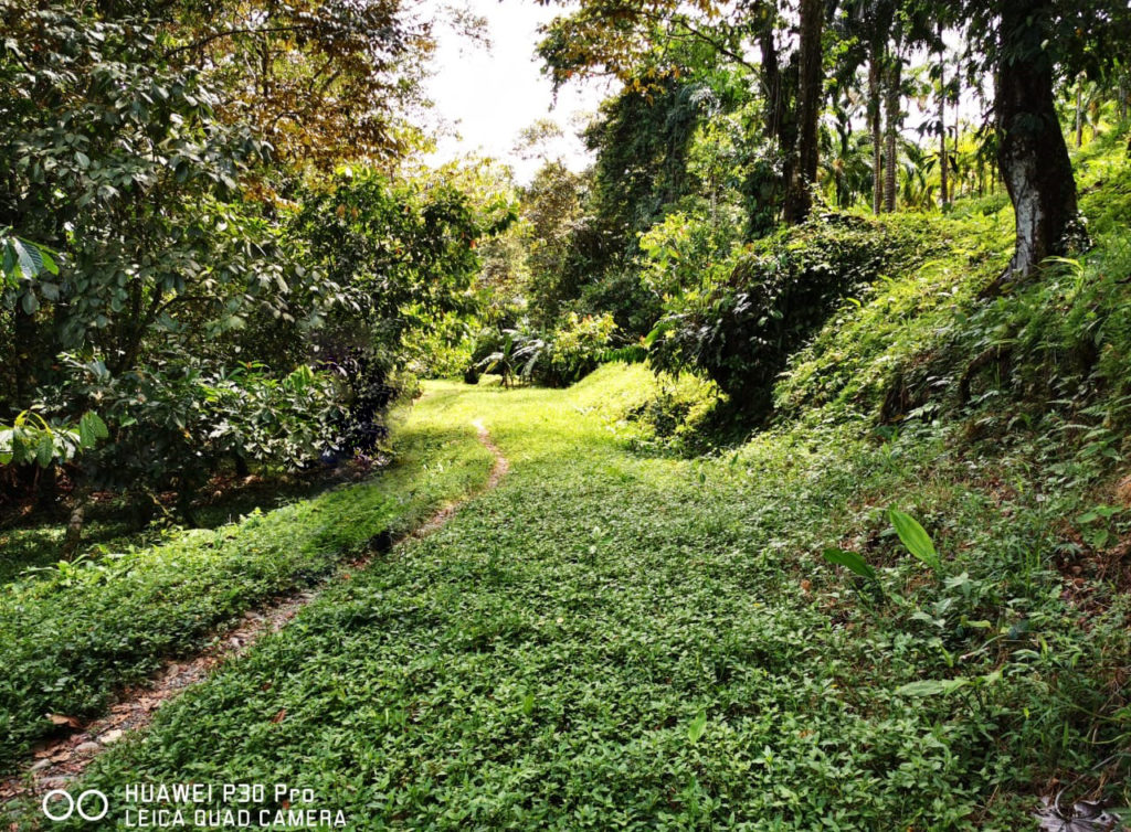 Vendo finca en Rambala- Chiriquí Grande-Bocas del Toro/ 65 has