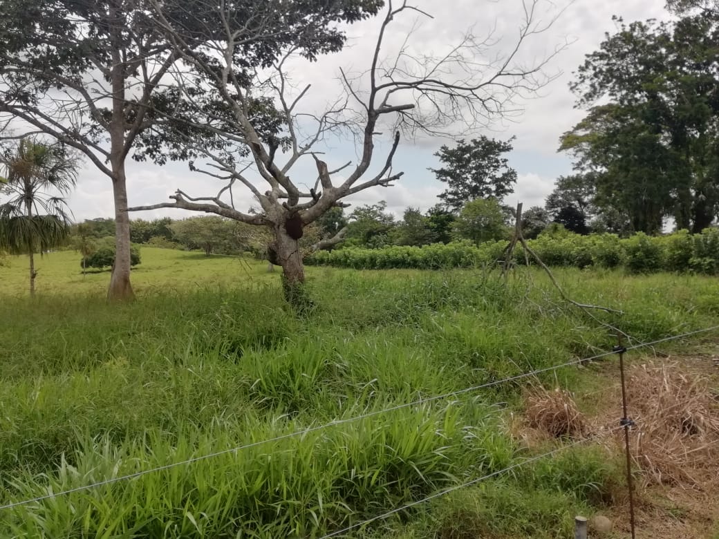 Finca en Loma Bonita.-Chepo