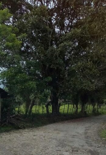 Vendo finca en Bagalá-Chiriquí ( Finca Lechera) / 170 has