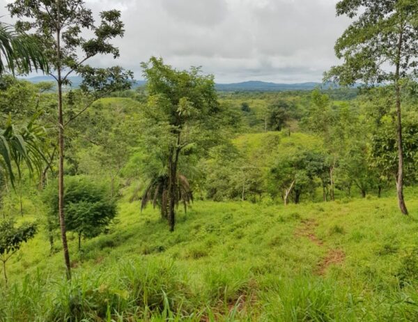 Vendo finca en Cordillera-Volcán-Chiriquí / 10 has