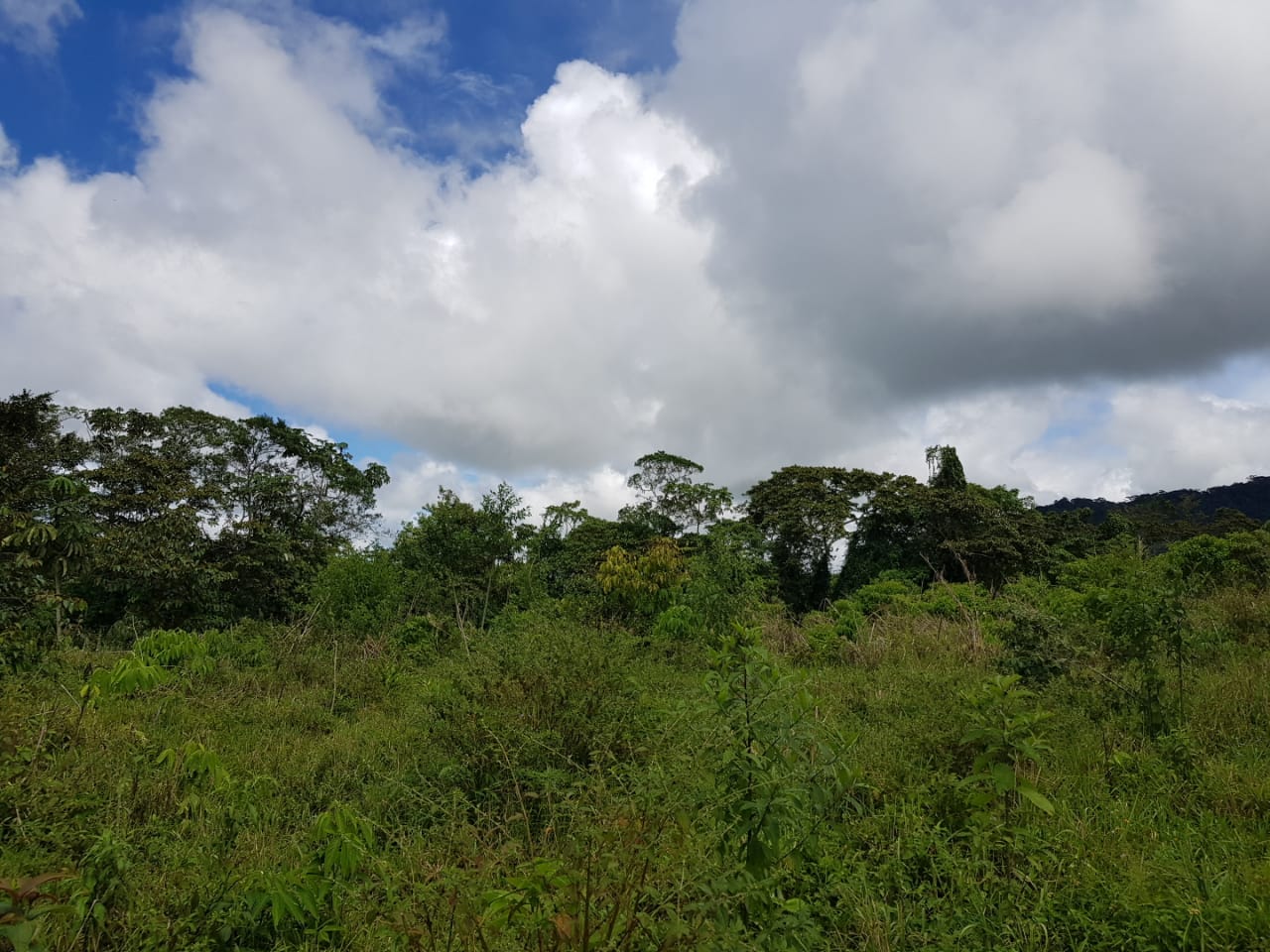 Cordillera-Chiriquí