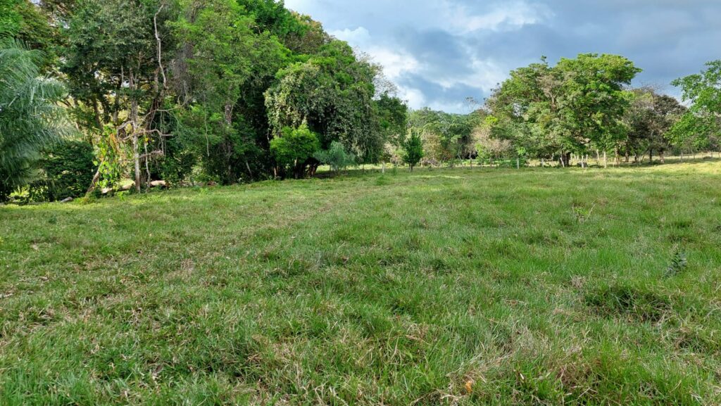 Se vende finca en San Carlos-David-Chiriquí/ 29.5 has