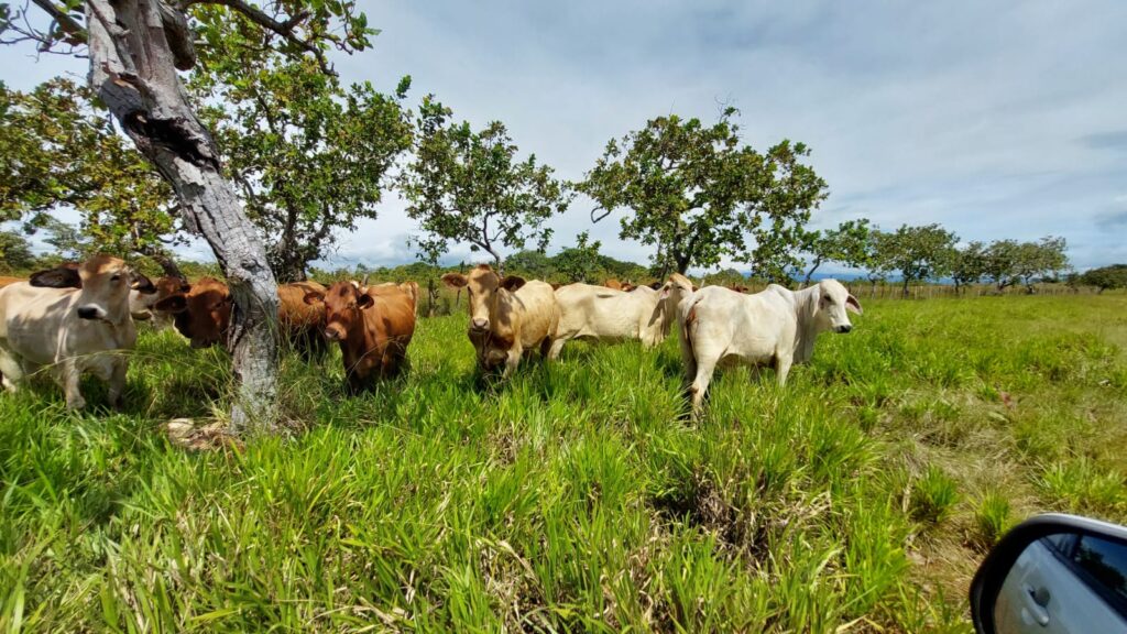 Vendo Finca en Horconcito de San Lorenzo-Chiriquí/ 96 has