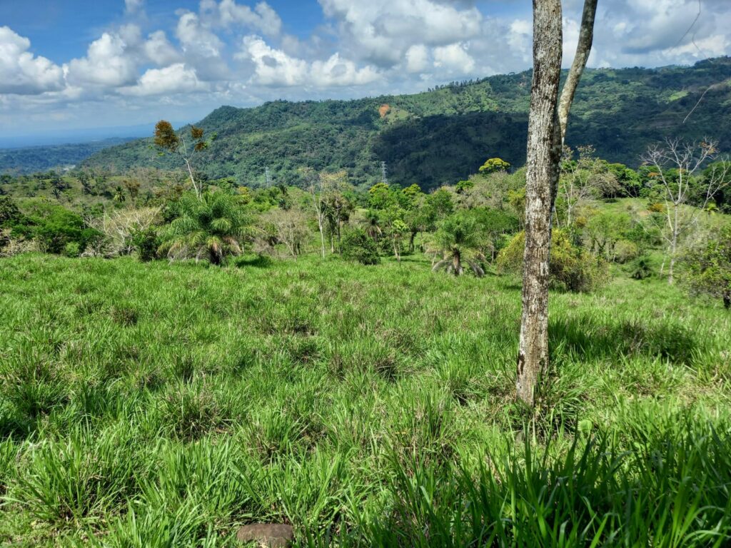 Se vende finca en La Bonita-San Andrés-Chiriquí / 17 has