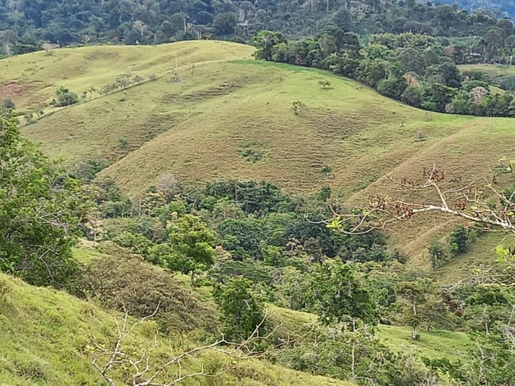 Vendo finca en Santa Clara-Renacimiento-Chiriquí / 350 has