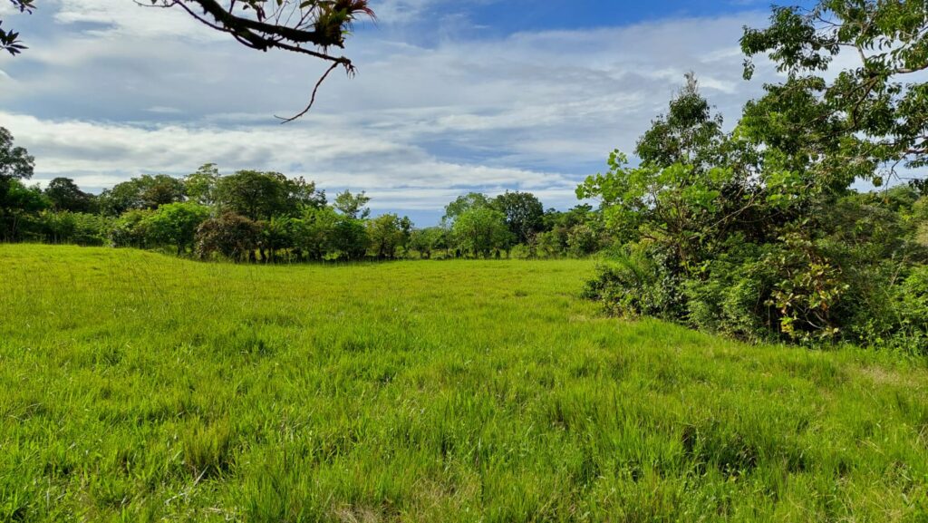 Vendo finca en Balita-Dolega-Chiriquí / 7 has