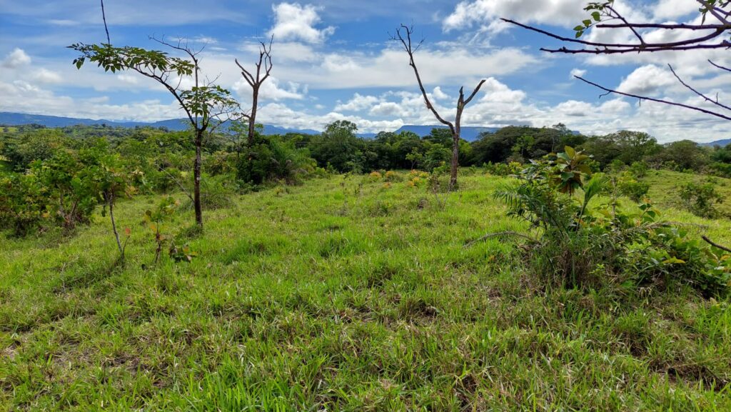 Se vende finca en Cochea-David-Chiriquí / 14 has