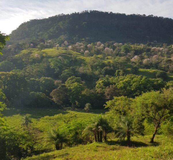 Vendo finca en Chorcha-Chiriquí / 97 has