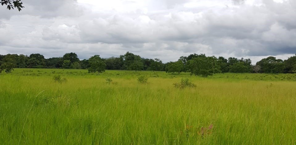 Fincas en Chiriquí