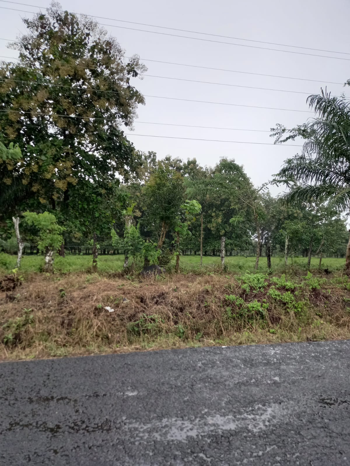 Sabana Bonita de San Carlos-Chiriquí