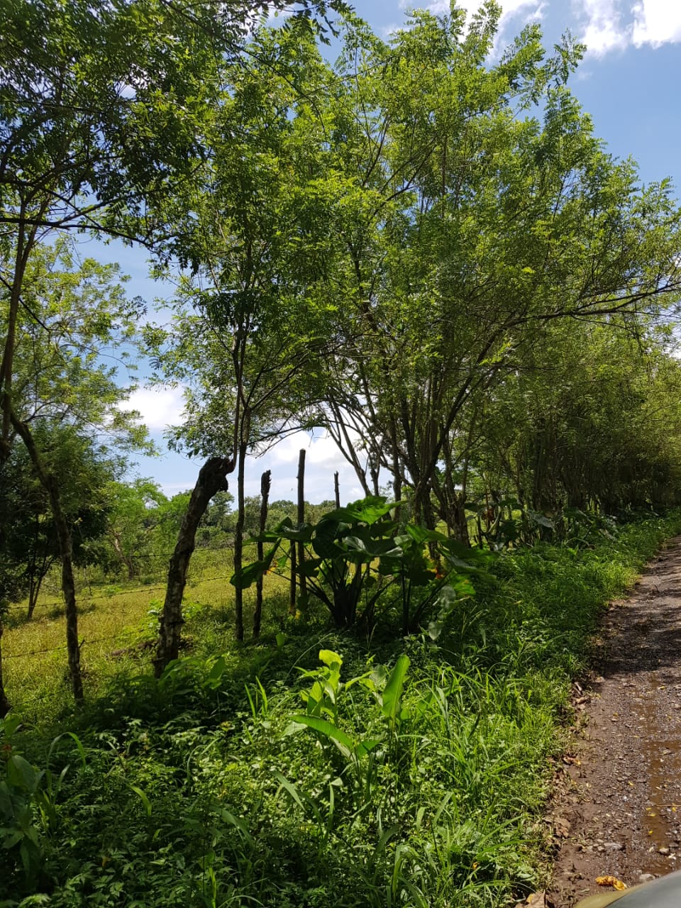 Manchuila-Chiriquí