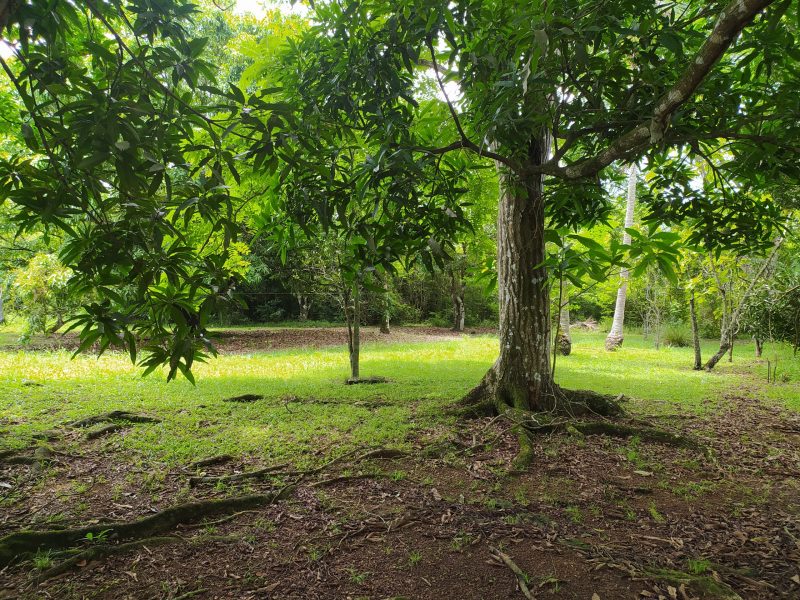 Finca en La Chorrera