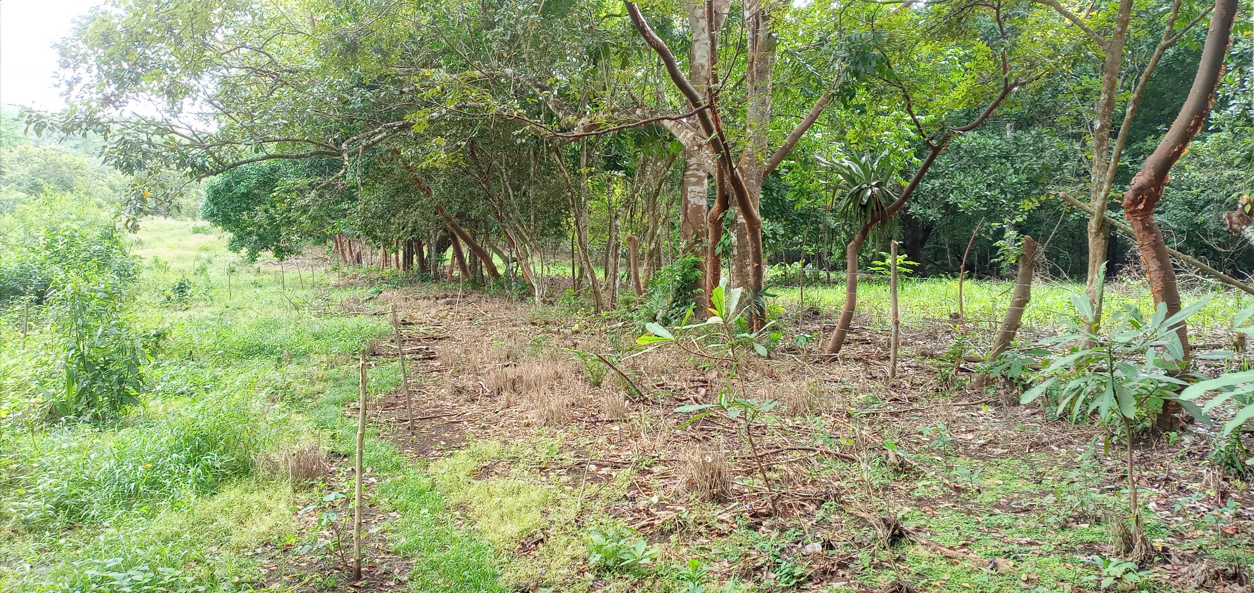 El Jobo de La Chorrera